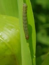 Fall armyworm on corn in Viet Nam.